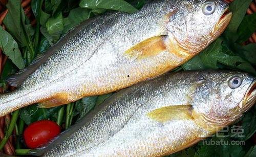 新闻爆料海鱼视频下载安装,揭秘最新热门下载教程