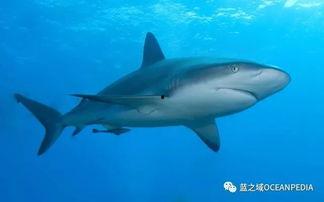 媒体爆料鲨鱼视频大全,媒体揭秘鲨鱼视频大全