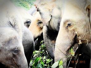 楼上的大象 在线观看,揭秘楼上的大象在线观看之旅