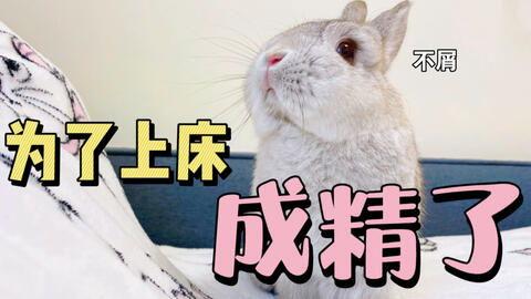 娱乐吃瓜酱兔子视频